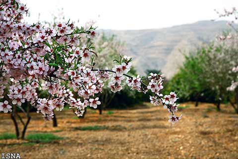 تماشاگران(www.tamashagaran.veb.ir)