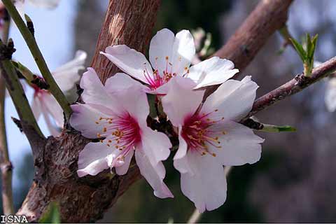 عکس منظره(شكوفه‌های بهاری ـ بیرجند)