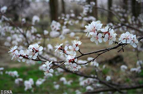 تماشاگران(www.tamashagaran.veb.ir)