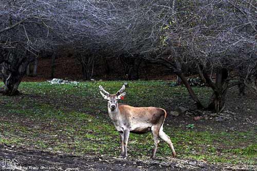 تصاویر: پاییز در ارسباران www.TAFRIHI.com