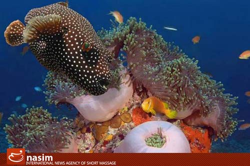تصاویر دیدنی از زیبایی‌های جهان زیر آب www.TAFRIHI.com
