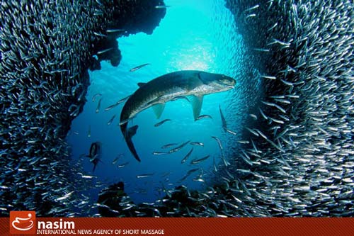تصاویر دیدنی از زیبایی‌های جهان زیر آب www.TAFRIHI.com
