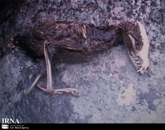 بازهم یک خبر دروغ کشف لاشه حیوانی عجیب در مشگین شهر عکس دیده بان حقوق حیوانات ایران
