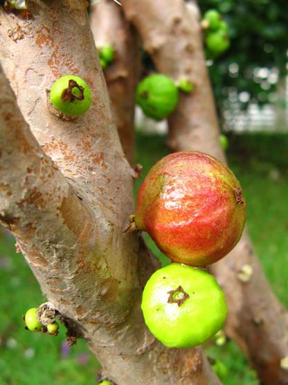 عکس / درختی عجیب با میوه هایی چسبیده به تنه