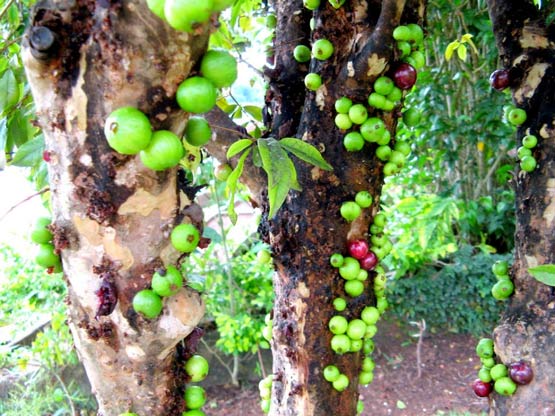 عکس / درختی عجیب با میوه هایی چسبیده به تنه
