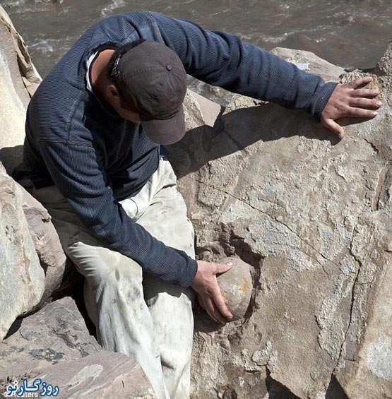 کشف تخم دایناسورهای 60میلیون ساله +تصاویر