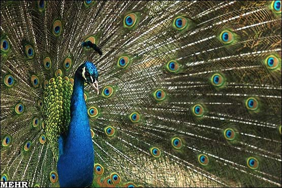تصاویرروز2 : باغ پرندگان اصفهان