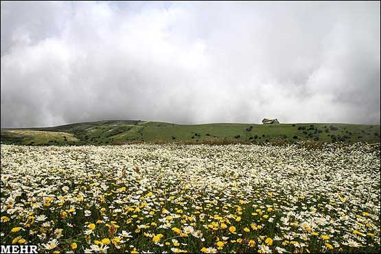 تصاویر: دشت گلهای بابونه