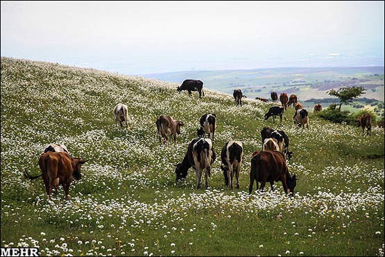 تصاویر: دشت گلهای بابونه