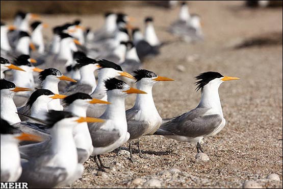  پرندگان مهاجر جزیره نخیلو