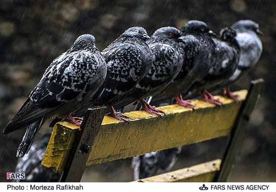 کبوتران زیر باران