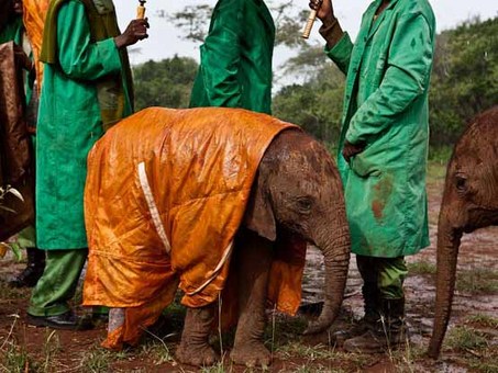 محیط‌بان‌های کنیایی، بچه فیلی را با یک کاور از باران محافظت می‌کنند.
Michael Nichols