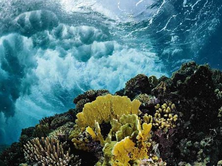 تصاویری از مرجان‌های دریای سرخ
Thomas P. Peschak