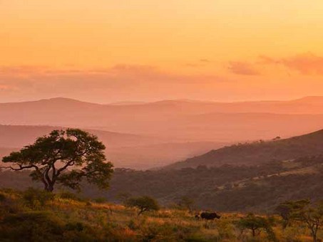 بچه کرگدن و مادرش، آفریقای جنوبی
Brent Stirton