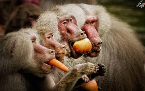 بابون های باغ وحش کلن
Detlef Knapp/KNS
