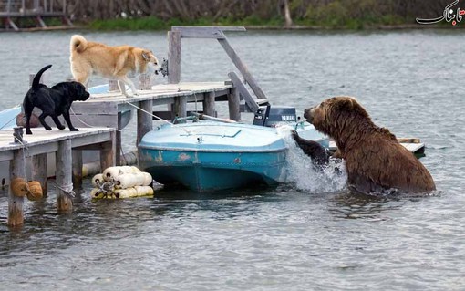 حمله یک خرس خاکستری به یک قایق ماهیگیری در ساحل دریاچه کوریل در کامچاتکا روسیه<br /><br /><br /><br />
Sergey Gorshkov/Minden/Solent<br /><br /><br /><br />
