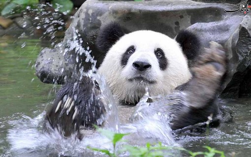 یک پاندای غول پیکر در حال آب بازی در 	باغ وحش گولیان چین<br /><br /><br /><br />
KeystoneUSA-ZUMA / Rex Features<br /><br /><br /><br />
