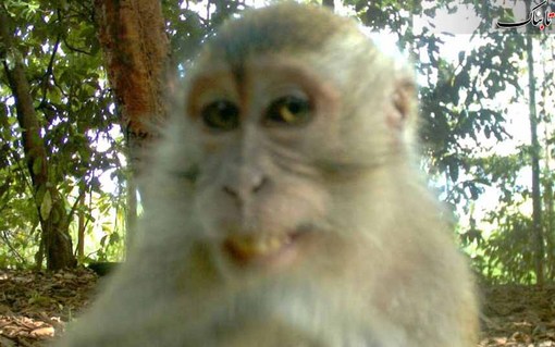 لبخند یک میمون در برابر دوربین مدار بسته باغ وحش هوستون<br /><br /><br /><br />
Houston Zoo / Rex Features<br /><br /><br /><br />
