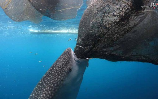 یک بچه نهنگ در حال خوردن ماهی از تور ماهیگیران در ساحل اندونزی<br /><br /><br /><br />
CONSERVATION INTERNATIONAL / MARK ERDMANN / AFP/GettyImages<br /><br /><br /><br />
