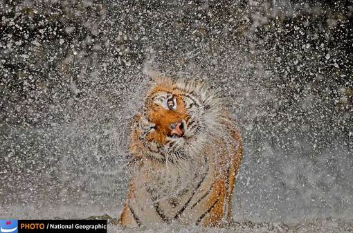 برنده جایزه اصلی مسابقه/ عکس: Ashley Vincent/پذیرفته شده در بخش طبیعت