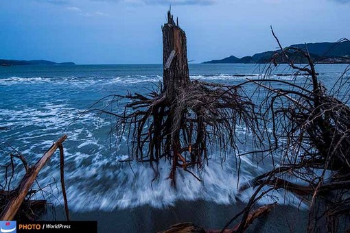 دانیل برهولک با تصویری از ریشه های کاج رها در ساحلی در ژاپن که دو سال پس از سونامی همچنان در در ساحل رها شده است هم در میان برگزیدگان ورد پرس قرار دارد.