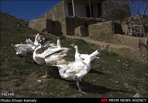 برای دیدن تصویر اصلی در صفحه جدید کلیک کنید.