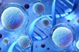Iran is second world power in stem cells storage