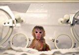 Iran opens primate research laboratory
