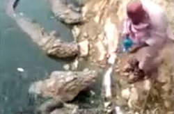 غذا دادن به کروکودیل‌ها به خطرناک‌ترین شیوه