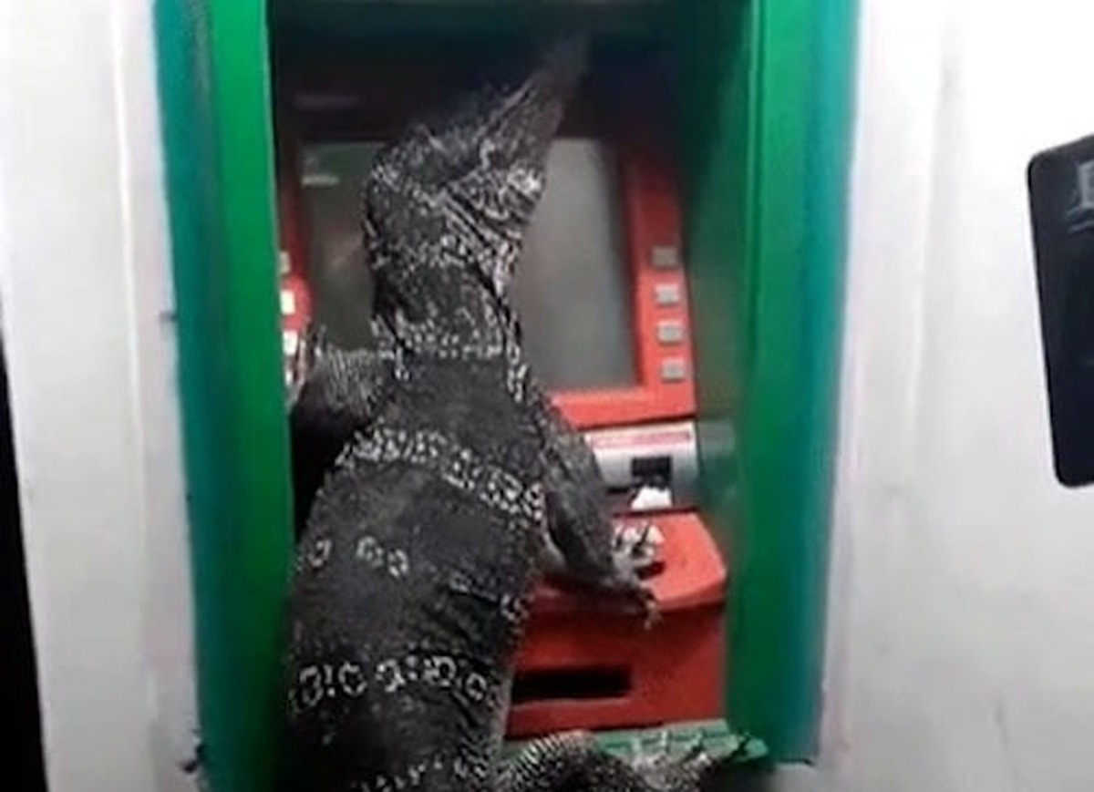 انتظار بزمجمه برای خوردن مدیر بانک!