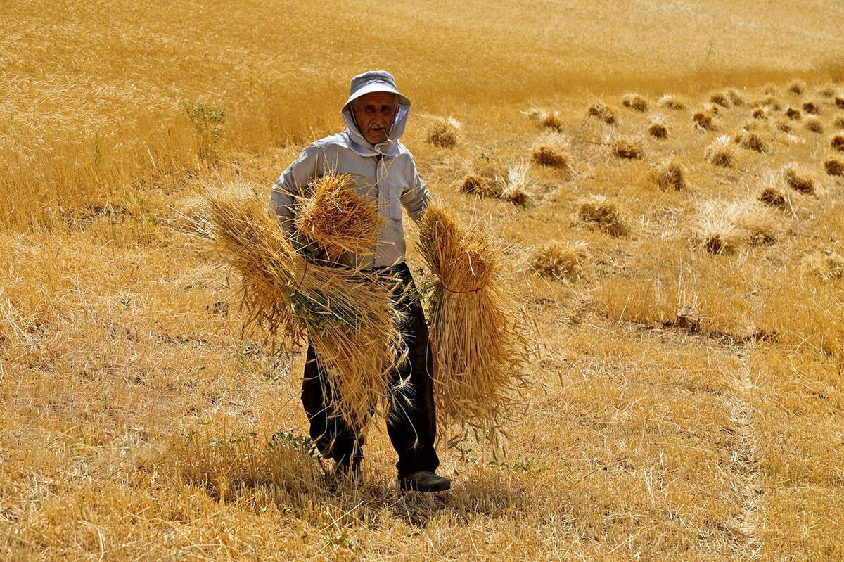 گم‌شدن کاغذ مصوبه رسمی تعیین قیمت‌ گندم!