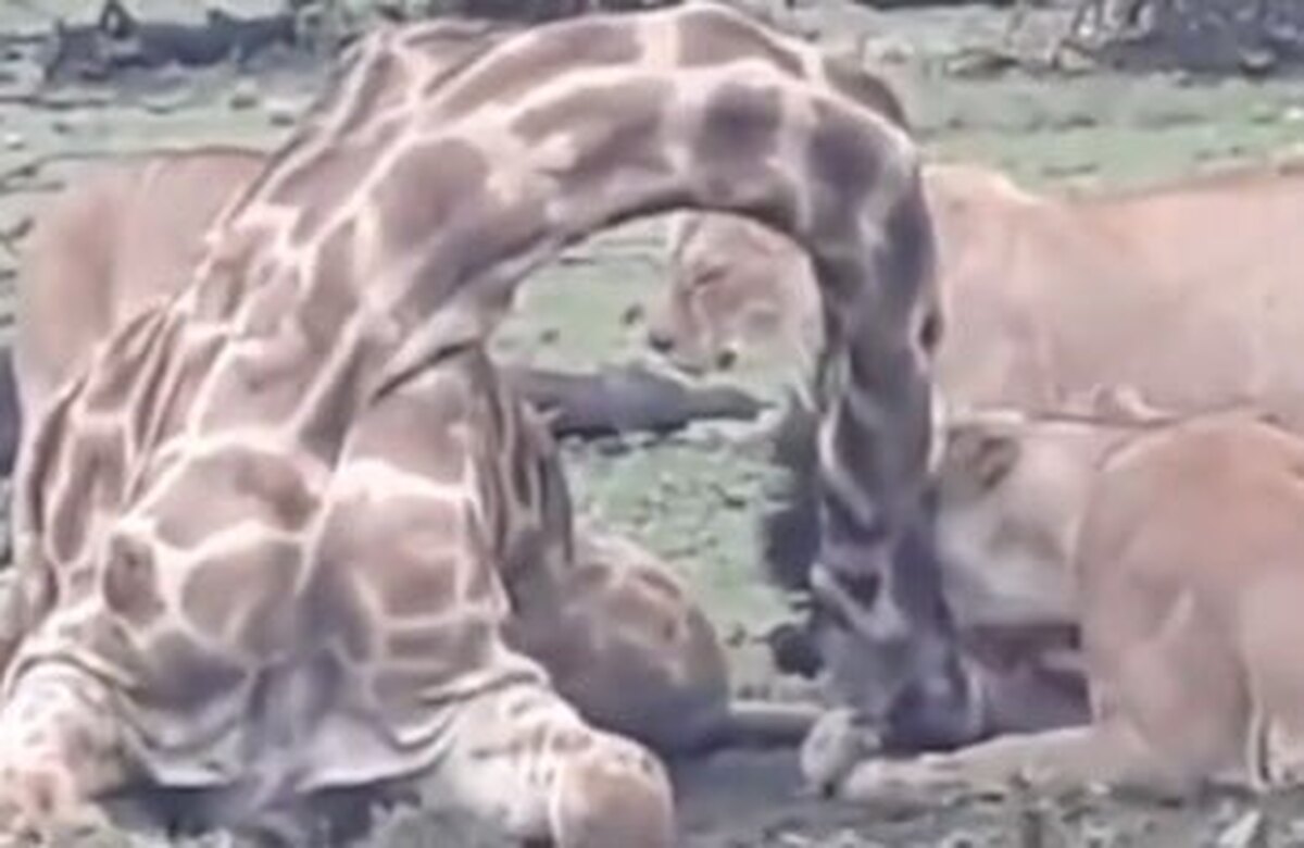 گله شیرها زرافه 6 متری را خوردند