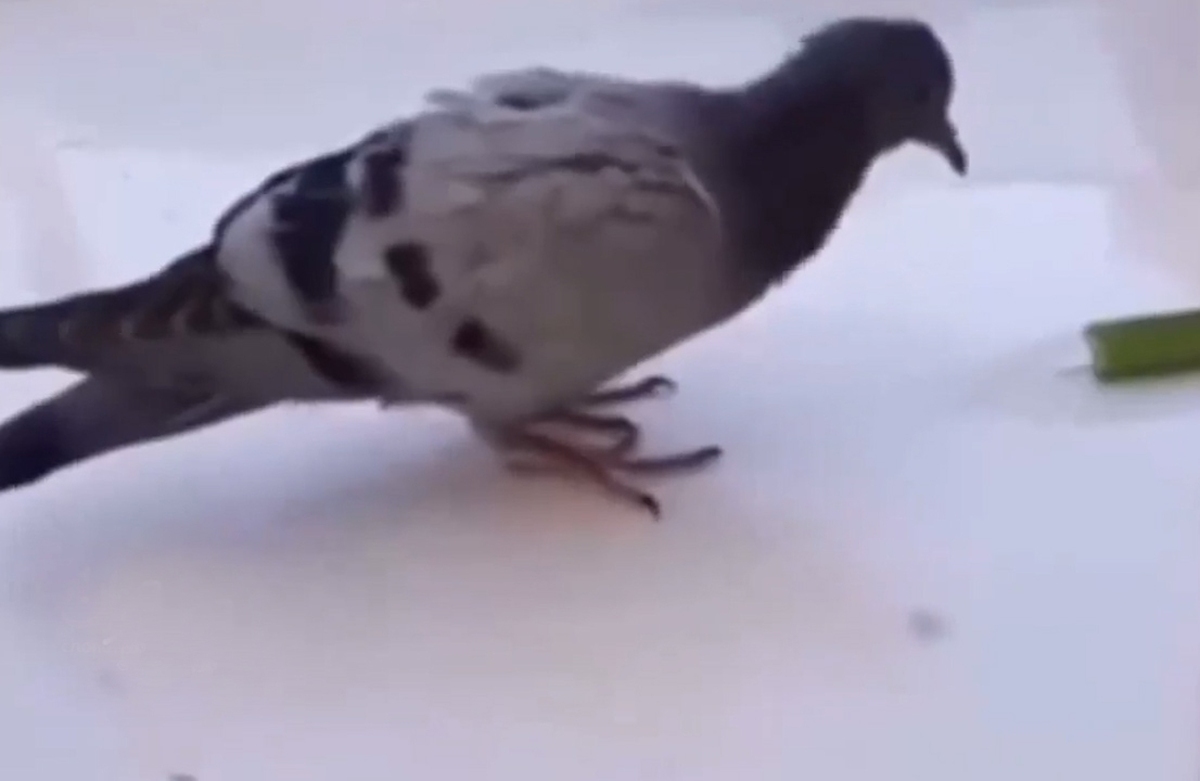 پناه بردن کبوتر به خاطر شدت گرما به انسان