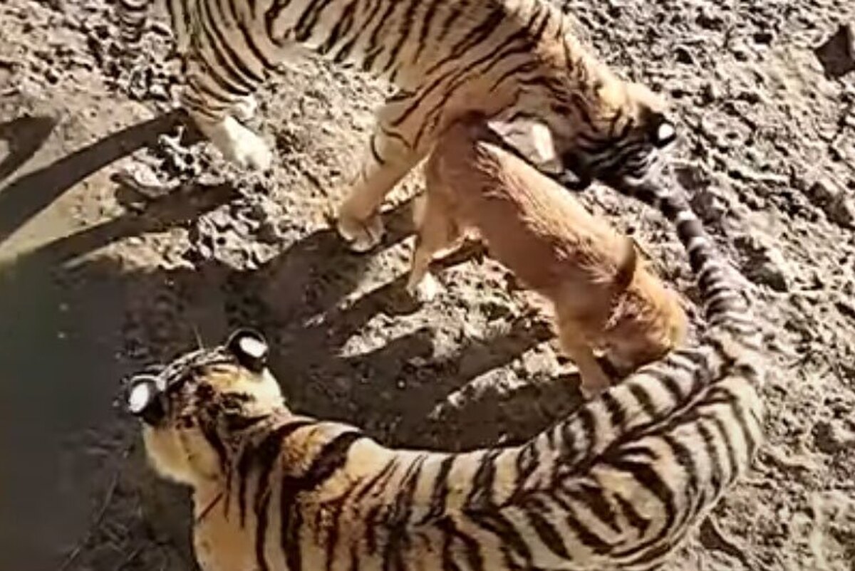 ببرها فکر می‌کنند این سگ مادرشان است!