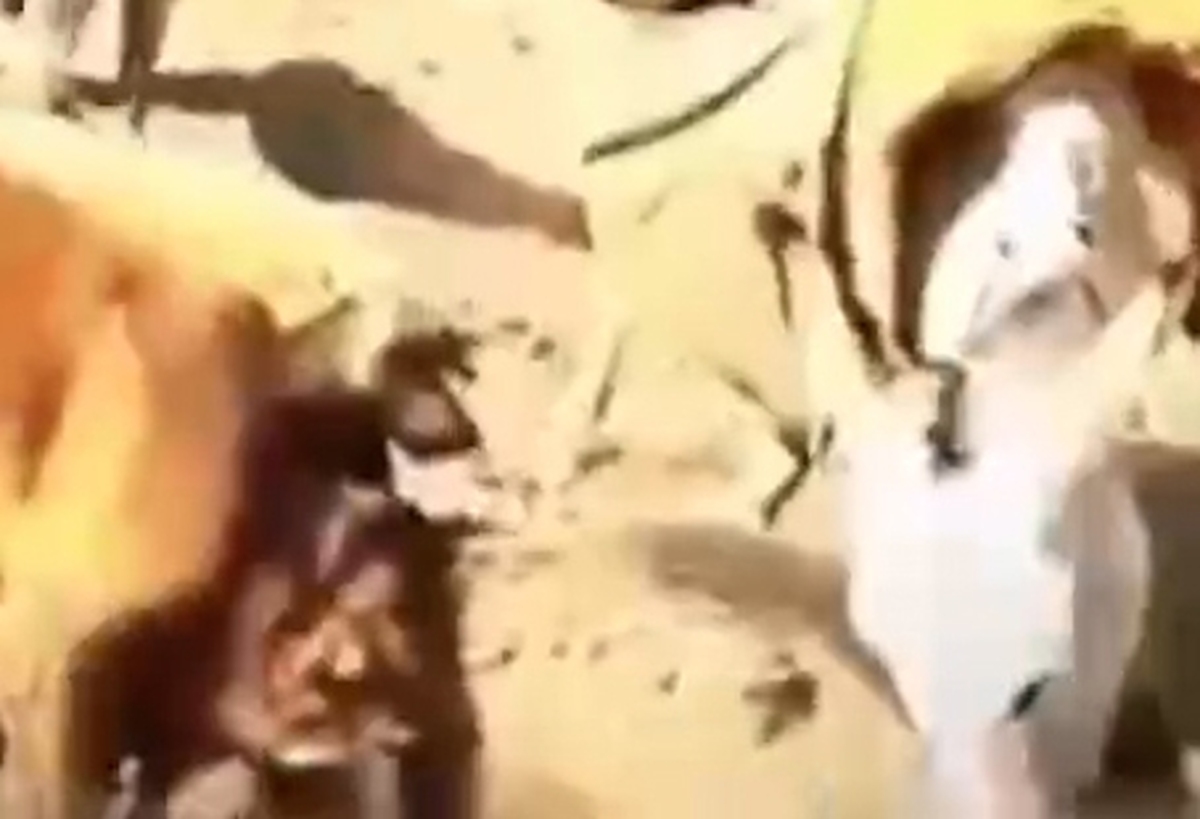 پاسخ مرگبار الاغ به حمله گراز