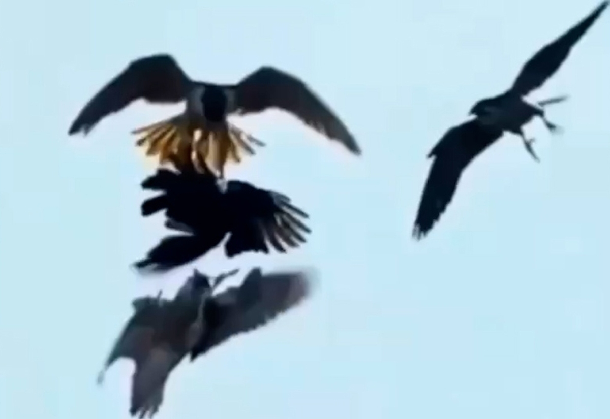 انتقام سخت عقاب‌ها از کلاغ قاتل