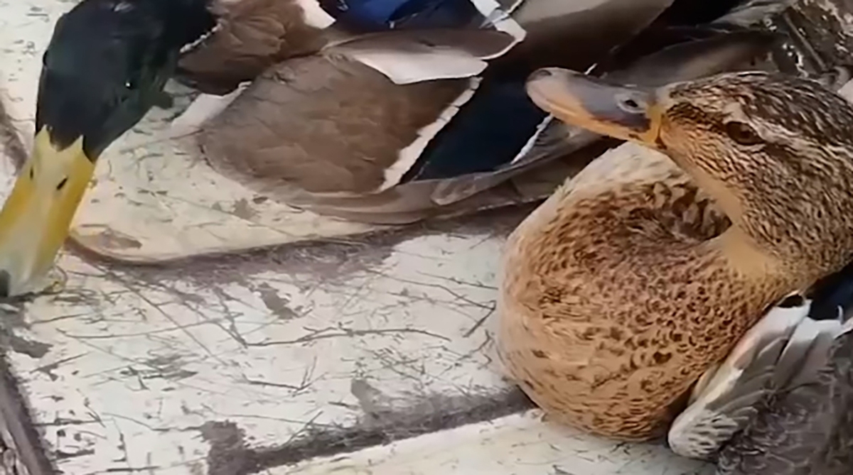 روزگار سیاه پرندگان مهاجر در رشت