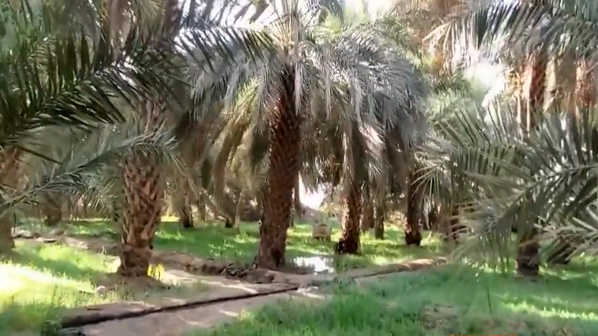 تصاویر نخلستان‌های امام علی (ع) در مدینه