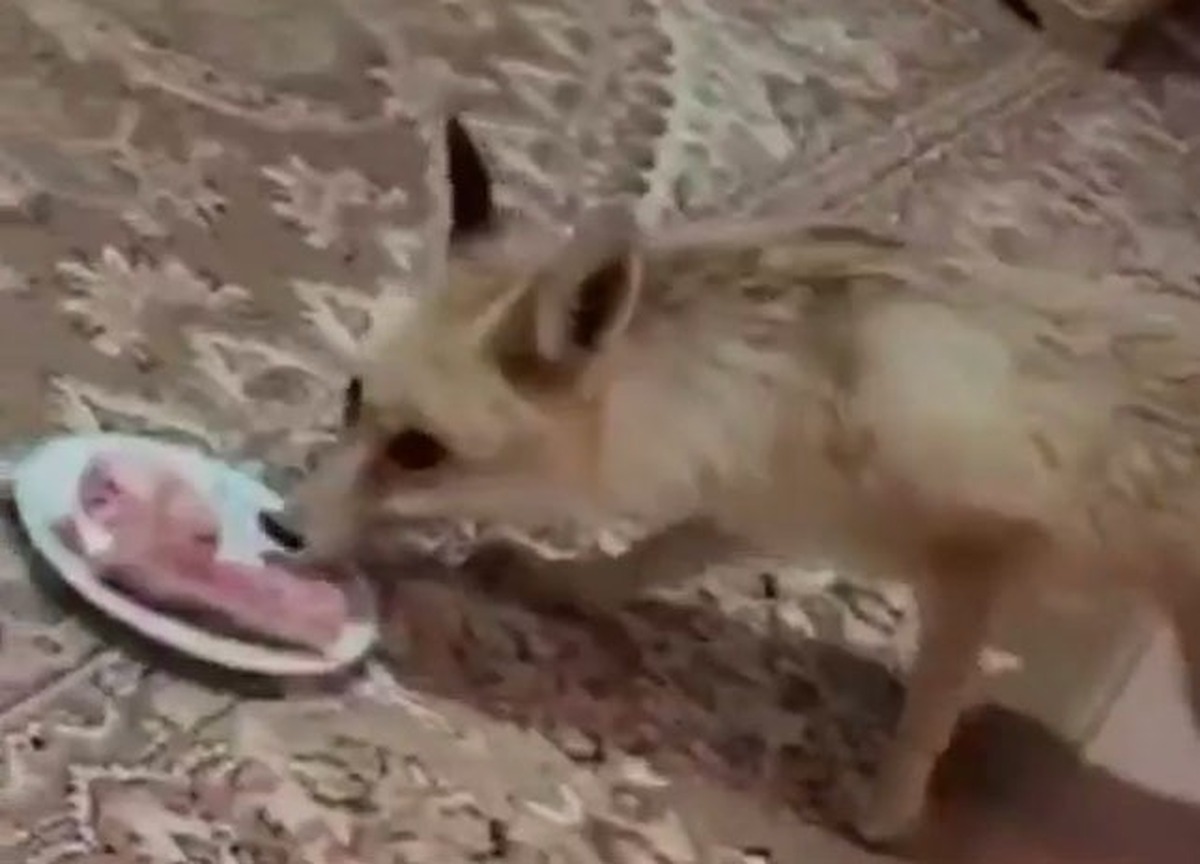 غذا دادن خانواده ایرانی به روباه داخل پذیرایی!