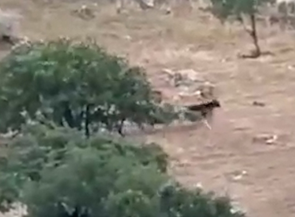 لحظه حمله دسته گرگ‌ها به گله گاو‌ها در کردستان