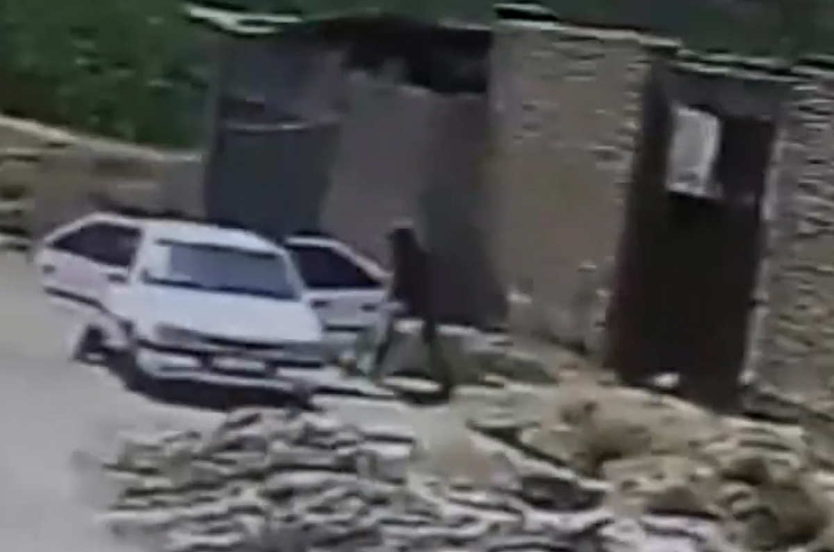 لحظه سرقت گاو و گوسفند با پژو پارس