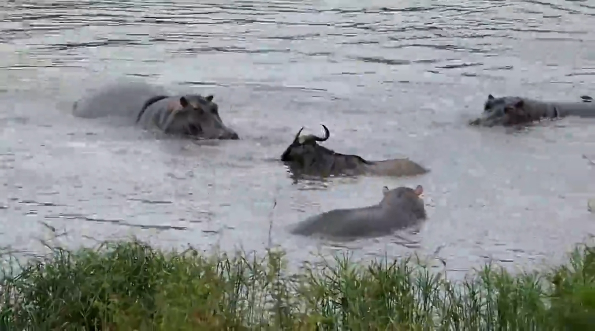 نجات کودو از دست کروکودیل‌ها توسط اسب‌های آبی!