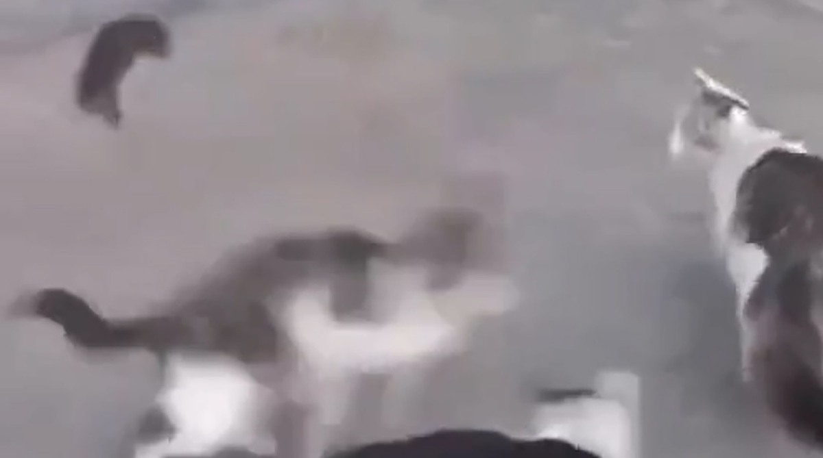 نبرد دیدنی یک خرموش در تهران با سه گربه