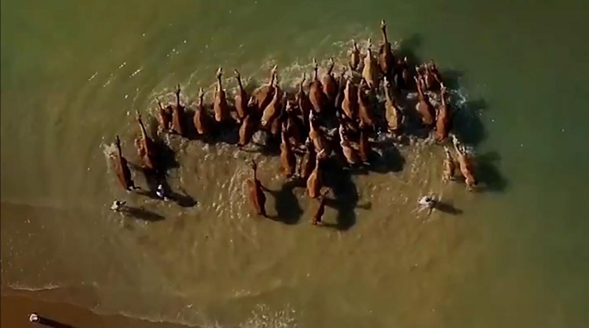 حمام شترها در آب‌های خلیج فارس