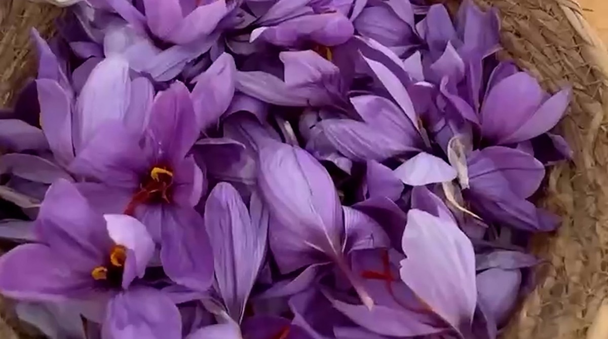 تصاویر بزرگ‌ترین مزرعه زعفران در عربستان