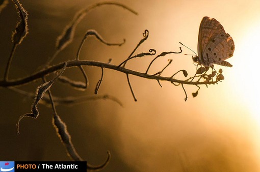 Toni Guetta/National Geographic Photo Contest