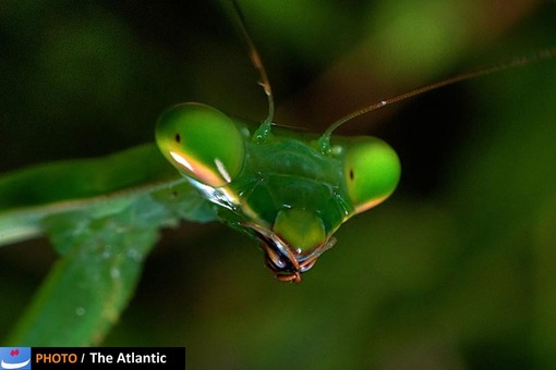 Andrew Young/National Geographic Photo Contest