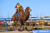 عکس: لیگ برتر شتر آلشا در مغولستان