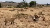 دفاع جانانه یک پلنگ در برابر حمله شیر نر!