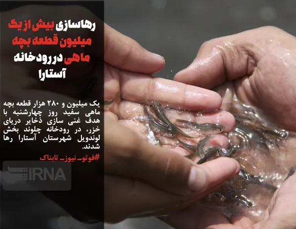 یک میلیون و 280 هزار قطعه بچه ماهی سفید روز چهارشنبه با هدف غنی سازی ذخایر دریای خزر، در رودخانه چلوند بخش لوندویل شهرستان آستارا رها شدند.
